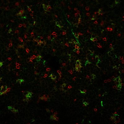 CD4 Monoclonal Mouse Antibody (C4/206)