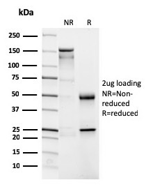 CD4 Monoclonal Mouse Antibody (CD4/3026)