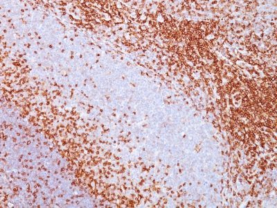 CD43 Monoclonal Mouse Antibody (SPN/839)