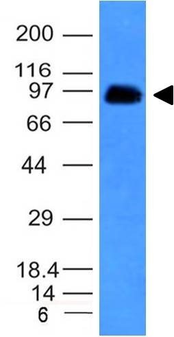 CD43 Monoclonal Mouse Antibody (SPN/839)