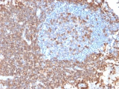 CD43 Recombinant Monoclonal Mouse Antibody (rSPN/839)