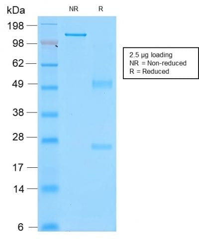 CD43 Recombinant Monoclonal Mouse Antibody (rSPN/839)