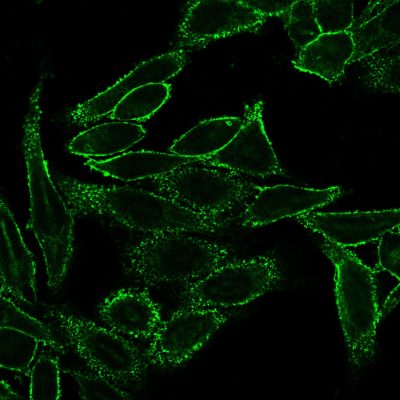 CD44 Standard Monoclonal Mouse Antibody (156-3C11)