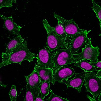 CD44 Standard Monoclonal Mouse Antibody (DF1485)