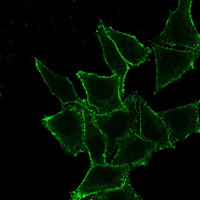 CD44 Standard Monoclonal Mouse Antibody (DF1485)