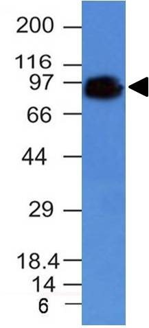 CD44 Standard Monoclonal Mouse Antibody (HCAM/918)