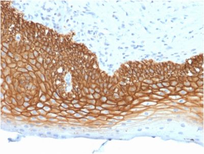 CD44v3 Monoclonal Mouse Antibody (3G5)
