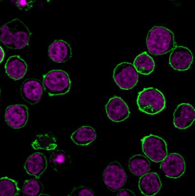 CD45 / LCA Monoclonal Mouse Antibody (135-4C5)