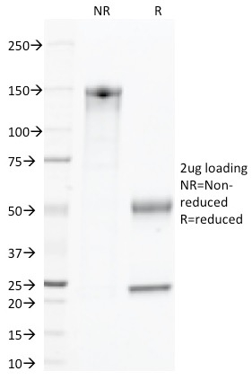 CD45 / LCA Monoclonal Mouse Antibody (135-4C5)