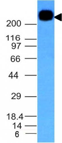 CD45RB Monoclonal Mouse Antibody (PTPRC/1132)
