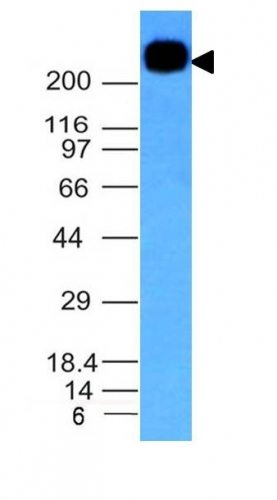 CD45RB Monoclonal Mouse Antibody (PTPRC/1147)