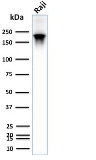 CD45RB Recombinant Monoclonal Rabbit Antibody (PTPRC/2877R)