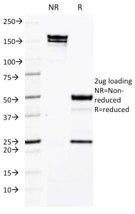 CD50 Monoclonal Mouse Antibody (CG106)