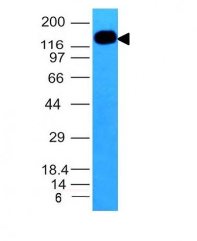 CD50 Monoclonal Mouse Antibody (ICAM3/1019)