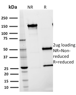 CD54 / ICAM-1 Monoclonal Mouse Antibody (15.2)