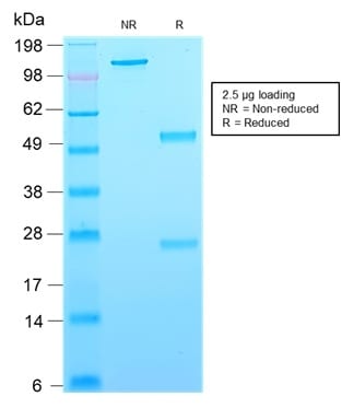 CD63 Recombinant Monoclonal Mouse Antibody (rMX-49.129.5)