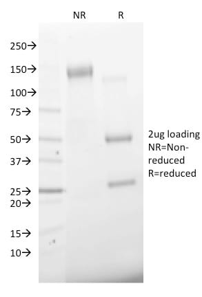 CD68 Monoclonal Mouse Antibody (C68/2501)