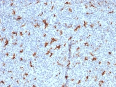 CD68 Monoclonal Mouse Antibody (C68/2501)