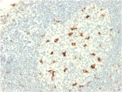 CD68 Monoclonal Mouse Antibody (C68/2709)