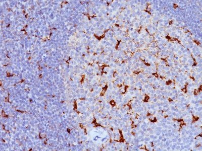 CD68 Monoclonal Mouse Antibody (C68/684 + KP1)