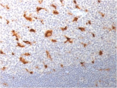 CD68 Monoclonal Mouse Antibody (LAMP4/1830)