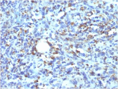 CD68 Recombinant Monoclonal Mouse Antibody (rLAMP4/824)