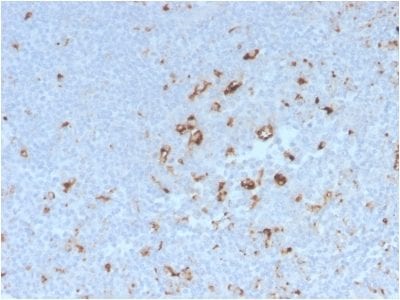 CD68 Recombinant Monoclonal Rabbit Antibody (C68/2908R)