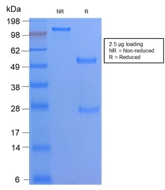 CD68 Recombinant Monoclonal Rabbit Antibody (C68/2908R)