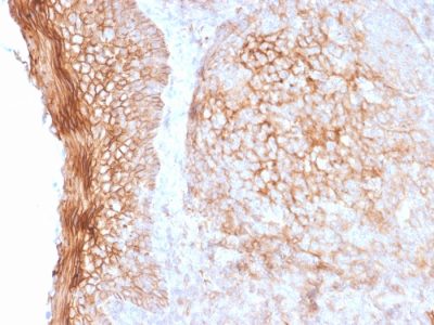 CD73 Monoclonal Mouse Antibody (NT5E/2505)