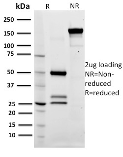 CD79a Monoclonal Mouse Antibody (ZL7-4)