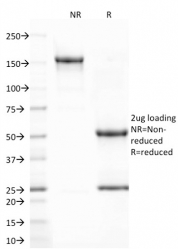 CD80 Monoclonal Mouse Antibody (C80/2723)