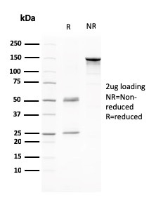 CD80 Monoclonal Mouse Antibody (C80/2776)