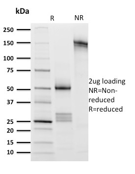 CD8A Monoclonal Mouse Antibody (UCHT4)