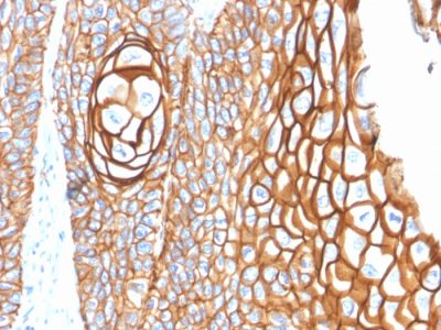 CD9 Monoclonal Mouse Antibody (P1/33/2)