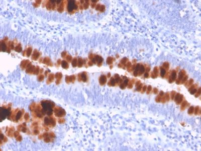 CD95 Monoclonal Mouse Antibody (FAS/3112)