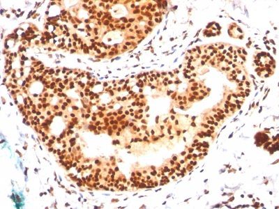 CD98 Monoclonal Mouse Antibody (IPO-T10)