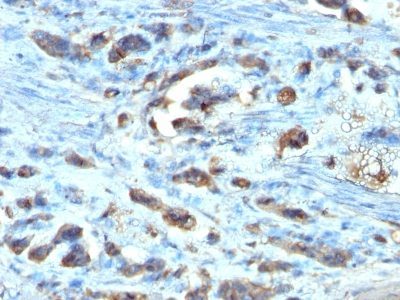 Cdc20 Monoclonal Mouse Antibody (AR12)