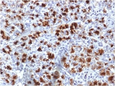 CELA3B / ELA3B Monoclonal Mouse Antibody (CELA3B/1757)
