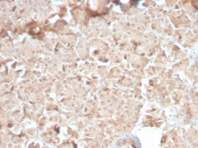 CELA3B / ELA3B Recombinant Monoclonal Rabbit Antibody (CELA3B/2810R)