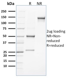 CLEC9A / DNGR1 Monoclonal Mouse Antibody (8F9)