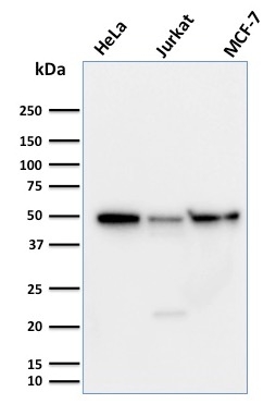 Cyclin A1 Monoclonal Mouse Antibody (XLA1-3)