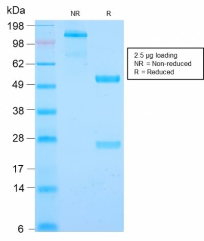 Cyclin B1 Recombinant Monoclonal Rabbit Antibody (CCNB1/2978R)