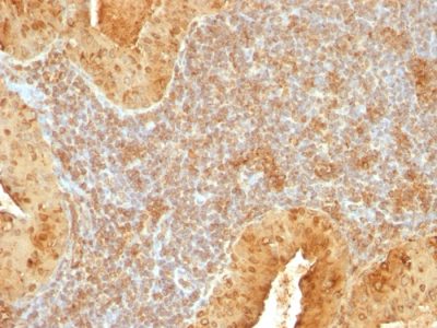Cytochrome c Monoclonal Mouse Antibody (7H8.2C12)
