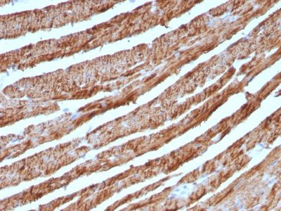 Cytochrome c Monoclonal Mouse Antibody (CTC05)