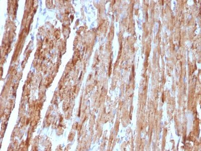 Cytochrome c Monoclonal Mouse Antibody (CYCS/1010)