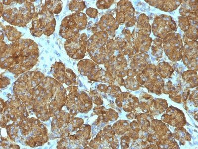Cytochrome c Monoclonal Mouse Antibody (CYCS/1010)