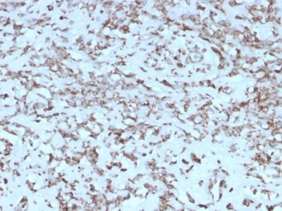 Cytochrome c Recombinant Monoclonal Mouse Antibody (rCYCS/1010)