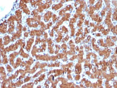 Cytochrome c Recombinant Monoclonal Rabbit Antibody (CYCS/3128R)
