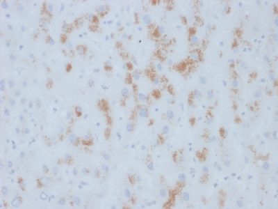 Cytochrome p450 Monoclonal Mouse Antibody (M12P4H2)