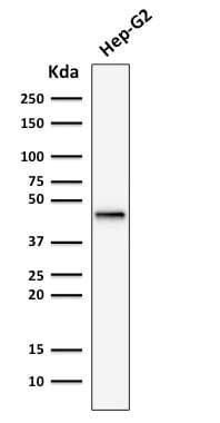 Cytokeratin 19 Recombinant Monoclonal Mouse Antibody (rKRT19/799)